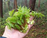 コシアブラなど3種の山菜の菜飯（＾＾）作り方1写真