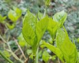 コシアブラなど3種の山菜の菜飯（＾＾）作り方3写真