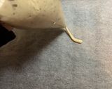 米粉のプレッツェル　(カリカリ)作り方3写真