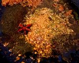 アジアンテイストの魚介出汁カレー作り方12写真