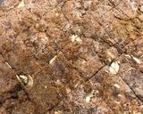 チョコソース消費にもプロテインクッキー作り方9写真