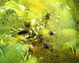ハーブたっぷり使ったこく旨カレー作り方8写真
