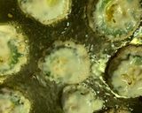 苦くない☆HMでカレー味フリッター作り方8写真