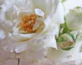 香り華やか*クランベリーのローズケーキ作り方27写真