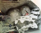 豆知識ヒント☆りんごの上手な保存方法作り方4写真