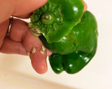 包丁いらず！ピーマンの種を一瞬で取る方法作り方3写真