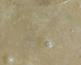 リカちゃん♡鶏手羽の豆乳クリーム煮ꕤ*｡作り方18写真
