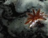 リカちゃん♡鶏手羽で台湾のあのにおいの…作り方9写真