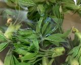 こしあぶら（灯台の芽）の混ぜご飯作り方1写真