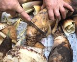 筍のアク抜き作り方1写真