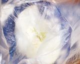 空豆のパスタ　オニオン添え作り方1写真