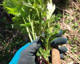 山菜のミズとアイコの浅漬け作り方1写真