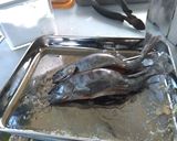 渓流の女王!アマゴの炭火焼き作り方3写真