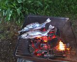 渓流の女王!アマゴの炭火焼き作り方5写真