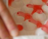 キラキラしゅわわカラフルゼリーサイダー作り方8写真
