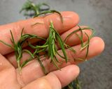 失敗しない!超簡単カリッカリチキン作り方2写真