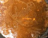 つけて焼くだけ！鶏チャーシュー作り方5写真