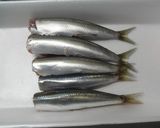 イワシの梅生姜煮作り方1写真