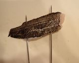 ムラソイの炙り刺し作り方3写真