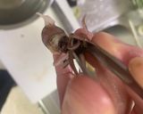 ホタルイカと青菜のカラシ醤油和え作り方2写真