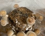 収穫した椎茸を小松菜と炒めた作り方1写真