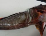 メバルやカサゴで!根魚のあら汁作り方1写真
