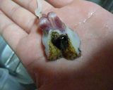 絶賛！アワビの酒蒸し作り方2写真