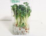 かいわれ大根の保存法作り方1写真