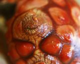 ホヤのさばき方・ホヤの刺身作り方3写真