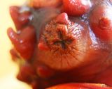 ホヤのさばき方・ホヤの刺身作り方4写真