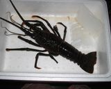 簡単！伊勢えびの姿煮作り方1写真
