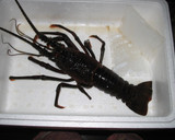 簡単！伊勢えびの姿煮作り方1写真
