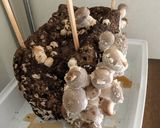 自粛生活で手作りシイタケ焼き作り方3写真