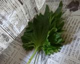 簡単 青しそ 大葉の保存方法作り方1写真