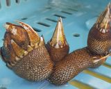 カメノテのみそ汁作り方1写真