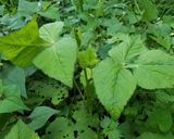 野生の伸びたミツバの利用です作り方1写真