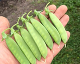 シャキシャキふんわり絹さやのたまご炒め作り方1写真