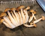 保存用 冷凍キノコミックス作り方3写真