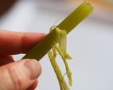 色よく仕上げるコツあり。ふきの下ゆで作り方5写真