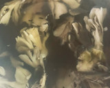 ヘルシー♪簡単♡舞茸とひじきのスープ作り方1写真