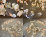 捨てないでエビの殻！＊オクラのお浸し＊作り方2写真