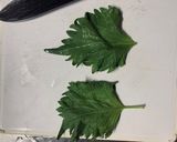 大葉と梅とちくわ作り方4写真