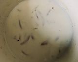 カレークリームソース作り方5写真