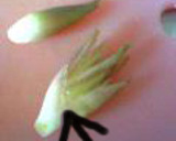 みょうがとにがうりの天ぷら作り方1写真