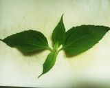 糖尿病予防に♪菊芋の葉のポタージュ♪作り方1写真