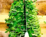 豆苗とささみの塩にんにく炒め作り方1写真