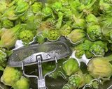 ばっけみそ　(ふきのとう味噌)作り方3写真