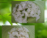 えのきと野菜のしらすオイル蒸し(簡単)作り方2写真