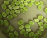 そら豆(ファーベ)美味しい下処理 茹で方作り方5写真