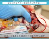 真鯛のさばき方 三枚おろし作り方7写真